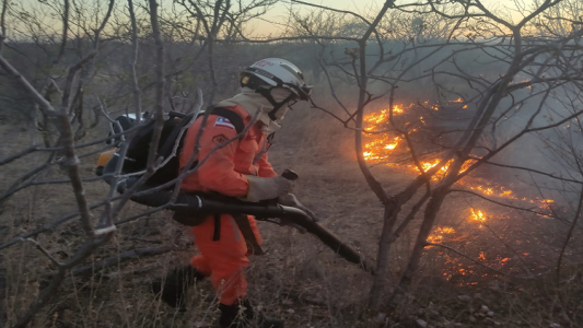Bombeiro dentro de vegetação combatendo fogos na caatinga