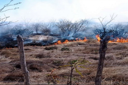 Vegetação da caatinga pegando fogo
