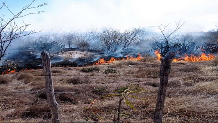 Vegetação da caatinga pegando fogo 