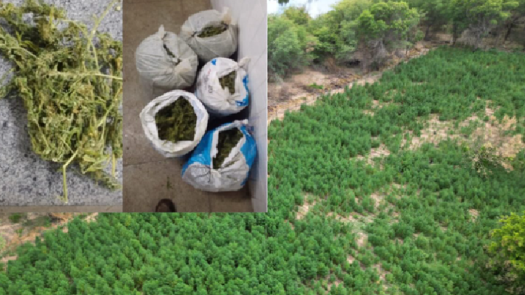 Polícia erradica plantação de maconha na zona rural de Floresta